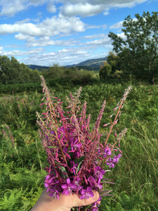 Full day foraging course Saturday 22nd August 2025