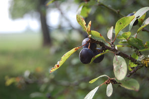 Full day foraging course Saturday 25th October